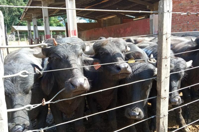 Produção de búfalos contribuiu com R$ 39,7 milhões para o VBP do Paraná em 2022