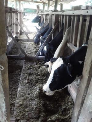 Goioer - Bovinocultura de leite se preparando para o inverno