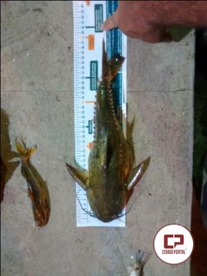 Dois pescadores de Umuarama foram presos com peixes abaixo da medida em Alto Paraso