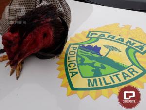 Polícia Ambiental prende quatro pessoas pela prática de Rinha de Galo no município de Pérola/PR