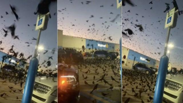 Pássaros invadem estacionamento de supermercado nos EUA