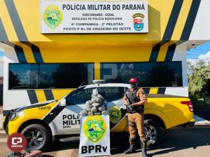 PRE de Cruzeiro do Oeste apreende mais de 10 kg de maconha em nibus de linha