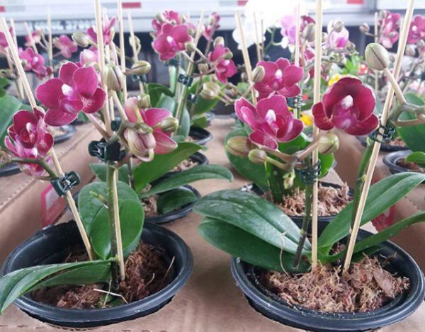 Exposio de Flores na Expo-Goio vai mostrar as novidades e toda a beleza de vrios tipos de flores existente