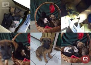 Oito filhotes de cachorro foram abandonados, a Associao Amaa precisa de sua ajuda para trat-los!