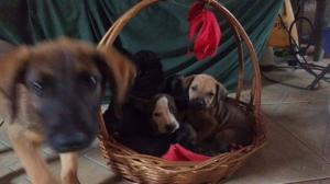 Oito filhotes de cachorro foram abandonados, a Associao Amaa precisa de sua ajuda para trat-los!