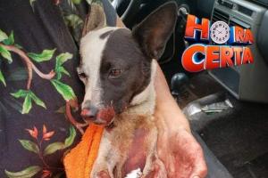Cachorro que foi preso no para-choque de um veculo e arrastado at Campo Mouro sofre diversas fraturas